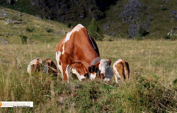 Varzo, 43 mila euro dall'utilizzo dei pascoli
