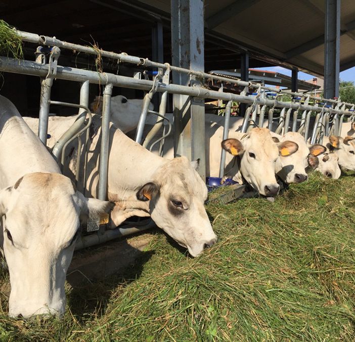 Emergenza  Blue Tongue, Carenini (Cia Piemonte): &quot;Bene il tavolo con la Regione&quot;