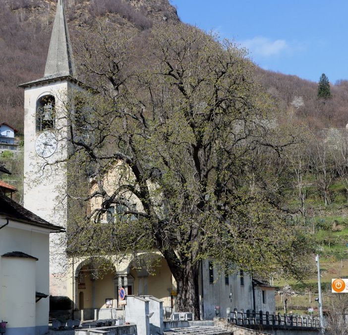 Nella foto: l'Aesculus hippocastanum davanti alla chiesa di Cimamulera