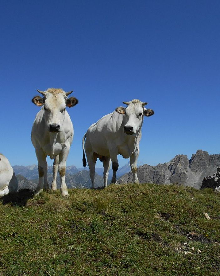 Coalvi: aumento dei prezzi minaccia gli allevamenti bovini piemontesi di qualità