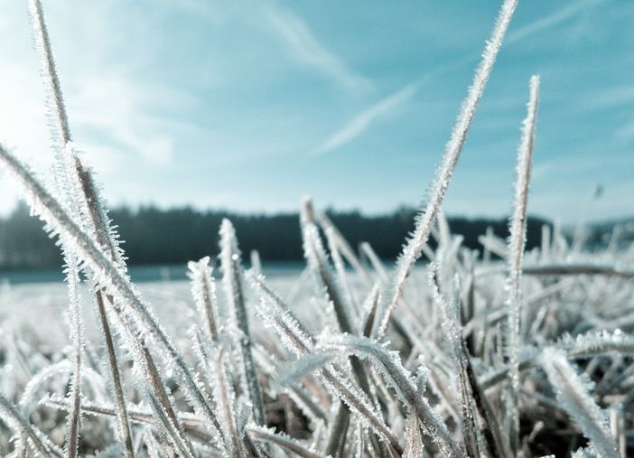 Agricoltura, la Regione chiede finanziamenti al ministero a compensazione dei danni causati dal gelo