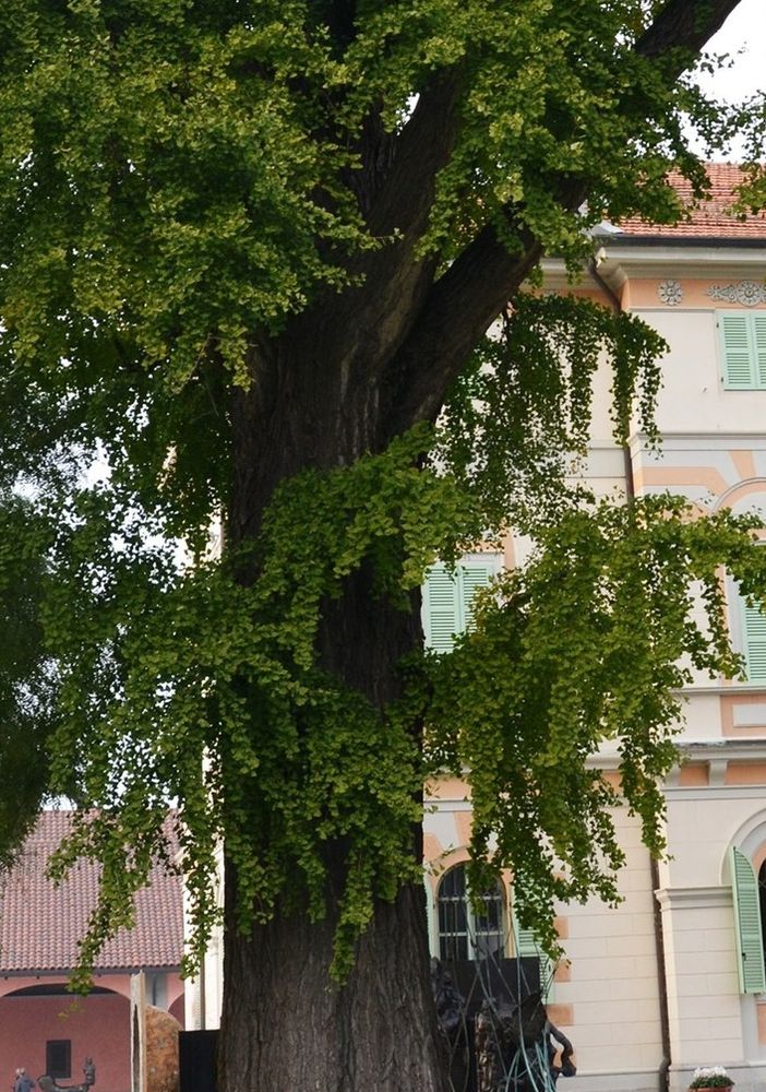 In Piemonte 319 alberi monumentali: l'analisi di Coldiretti