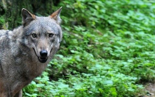 Cambiasca, in 150 alla serata pubblica sul lupo promossa dagli allevatori