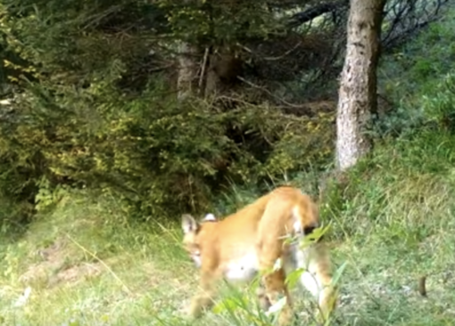 L'esemplare fotografato in Ossola ad agosto