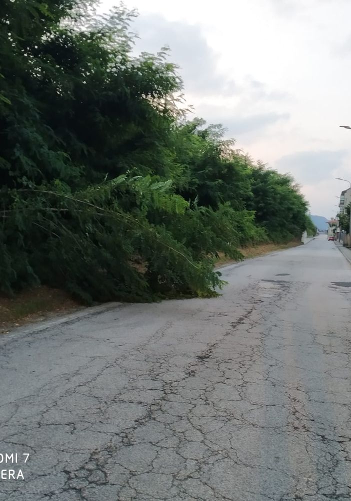 Pianta sulla strada in via Toce a Villadossola
