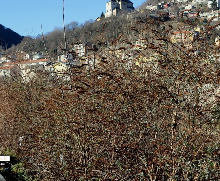 Rifiuti in pieno centro lungo corso Italia