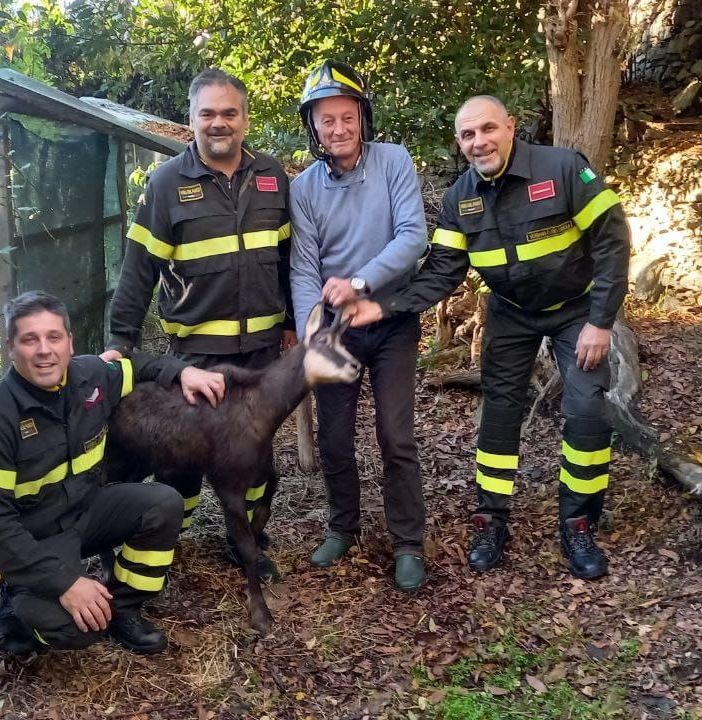Il dottor Calligarich non si occuperà più dell'assistenza agli animali selvativi. Il sindacato dei Vigili del fuoco chiede che si trovi una soluzione