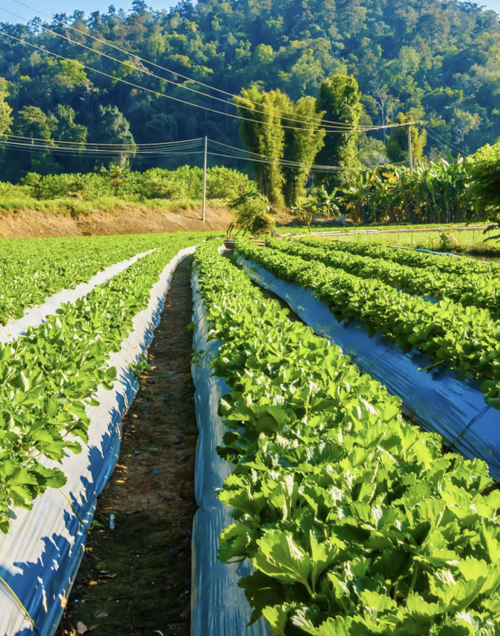 Dalla Regione contributi per le aziende agricole sostenibili e a basso impatto ambientale