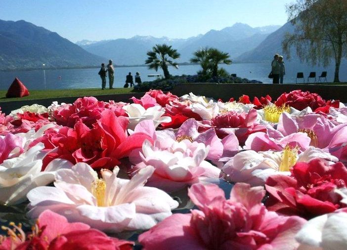 A Locarno torna la mostra delle Camelie