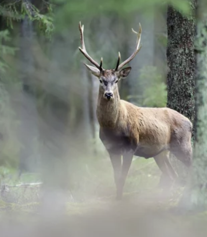 Centri di recupero della fauna selvatica, dalla Regione 100 mila euro