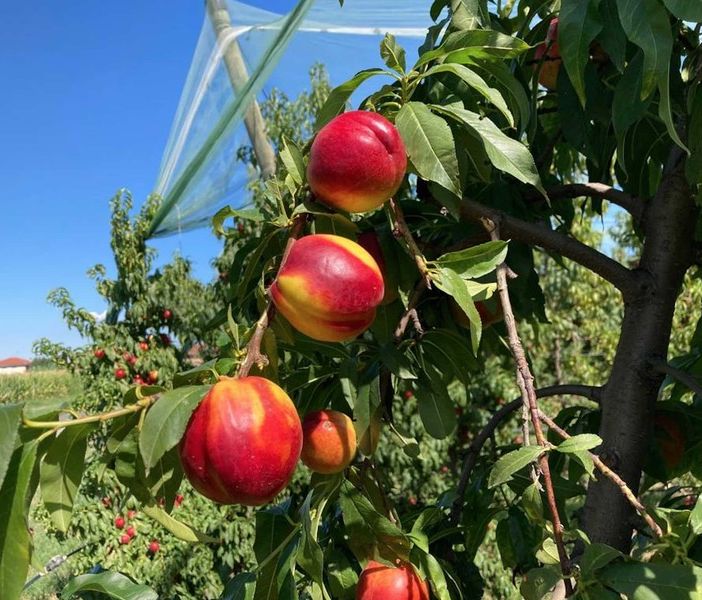 Comparto frutta: è allarme su consumi, prezzi e manodopera