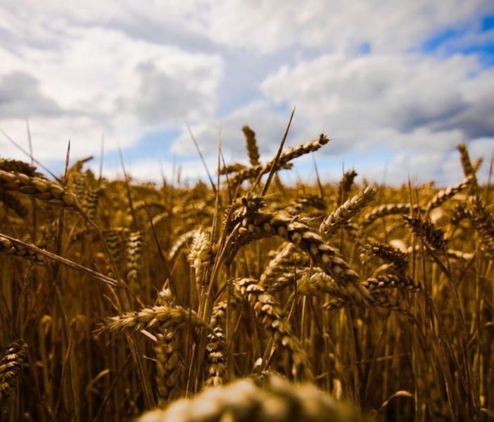 Ucraina, Coldiretti: &quot;Con la guerra, stop a un terzo del mercato mondiale del grano&quot;