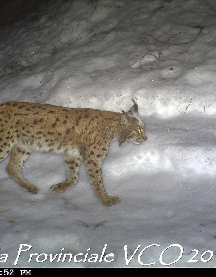 In un video della Polizia Provinciale ripresa una lince in Ossola VIDEO