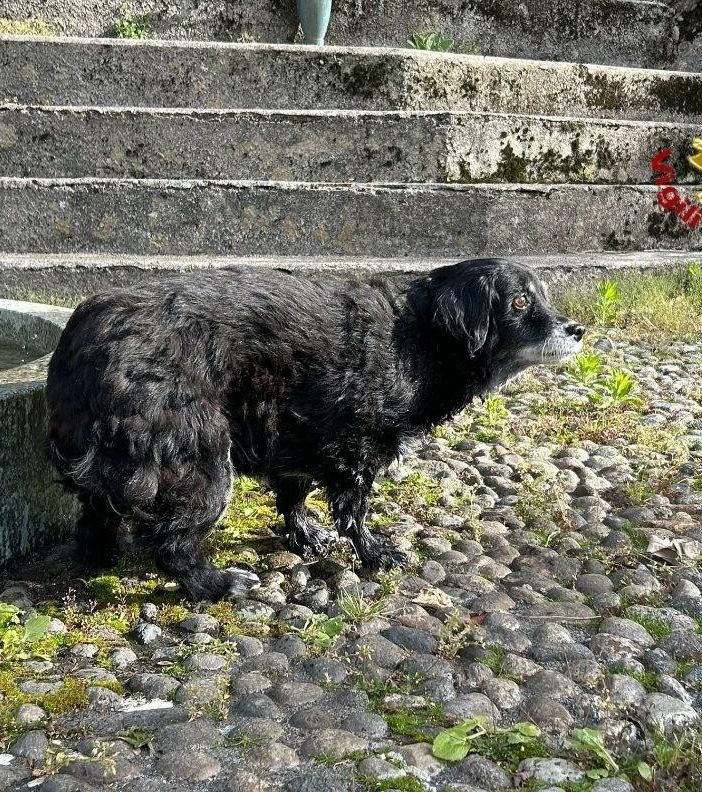 Cane cieco cade in un dirupo, salvato dai vigili del fuoco   VIDEO