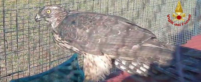 Rapace intrappolato, salvato dai Vigili del fuoco