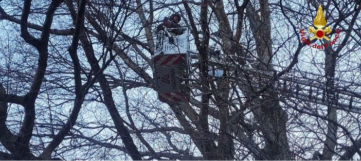 Rami pericolanti al parco di Villa Antonia a Santa Maria, intervento dei Vigili del fuoco