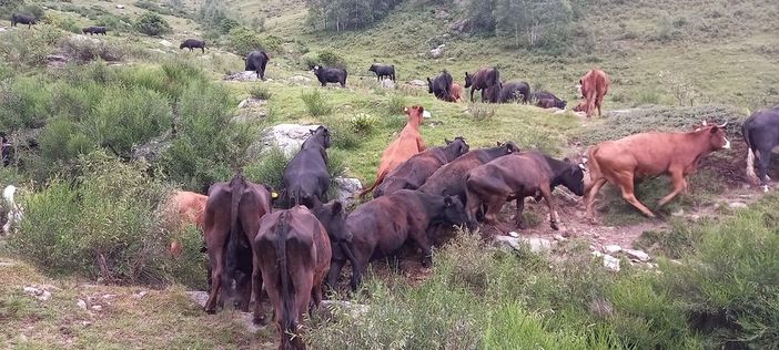 Regione Piemonte, rientro anticipato dai pascoli: contrasto e prevenzione della dermatite nodulare