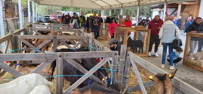 Allevatori e produttori alla mostra del capretto vigezzino FOTO