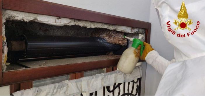 Interventi per nidi di vespe e calabroni, le precisazioni dei vigili del fuoco Interventi per nidi di vespe e calabroni, le precisazioni dei vigili del fuoco