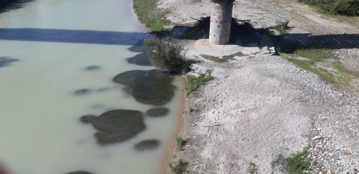 Il caldo dei giorni scorsi fa affiorare le alghe nel Toce