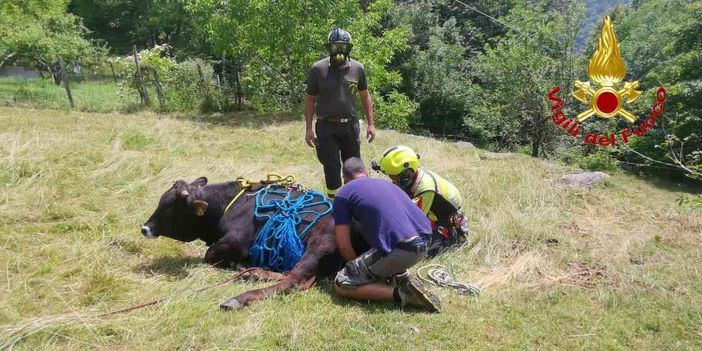 Calasca Castiglione, intervento dei vigili del fuoco per il recupero di un animale ferito