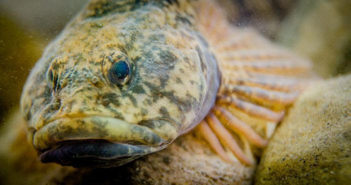 IdroLIFE: una giornata di documentari e appuntamenti dedicati alle acque dolci IdroLIFE: una giornata di documentari e appuntamenti dedicati alle acque dolci