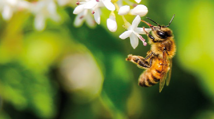 Il docufilm della Regione tra i finalisti del festival ambientale Off