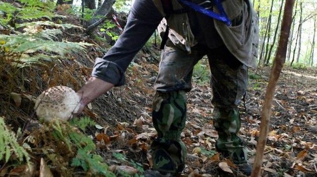 Canton Ticino, giro di vite sulla raccolta funghi: multa per 2.700 franchi per dodici cercatori italiani nel bellinzonese
