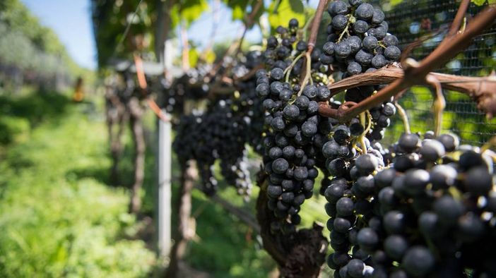 Vendemmia 2021, in Svizzera mai così male dal 1957