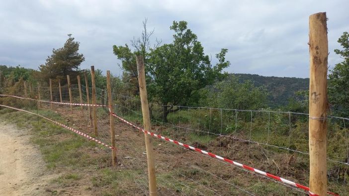 Peste suina, il Piemonte si arma contro i cinghiali: “170 chilometri di reti e 50.000 abbattimenti”