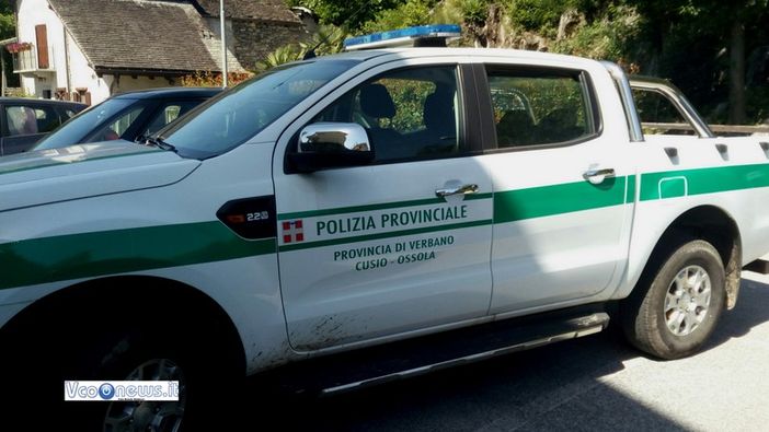 Cervi sulle strade del Vco, cresce il rischio di incidenti