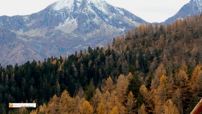 Bognanco adotta il nuovo piano forestale Bognanco adotta il nuovo piano forestale