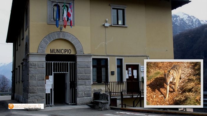 Calasca Castiglione diventa territorio libero da lupi e orsi