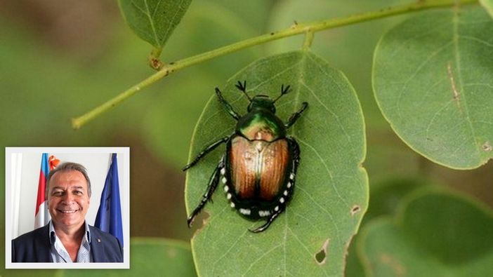 Popilia Japonica, Bongioanni: "Bando da 2 milioni di euro per salvare con reti e protezioni la produzione florovivaicola" Popilia Japonica, Bongioanni: "Bando da 2 milioni di euro per salvare con reti e protezioni la produzione florovivaicola"