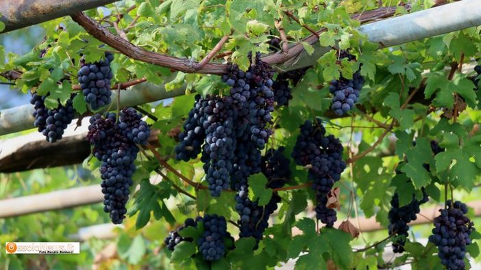 Troppa pioggia, il Vallese 'allenta' i requisiti per il vino Doc