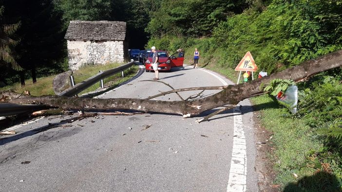 Paura sulla 337, pianta cade sulla strada, transito interrotto