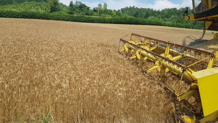 L'appello di Coldiretti: &quot;Contro le speculazioni sul grano valorizzare i progetti di filiera Made in Piemonte&quot;