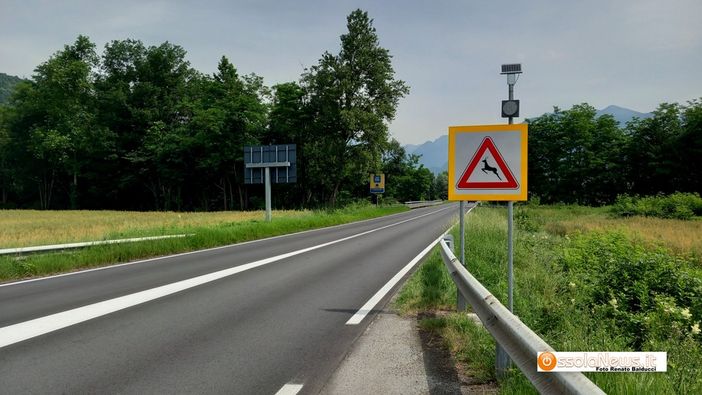 Ungulati, nuovi cartelli di pericolo sulle strade provinciali Ungulati, nuovi cartelli di pericolo sulle strade provinciali