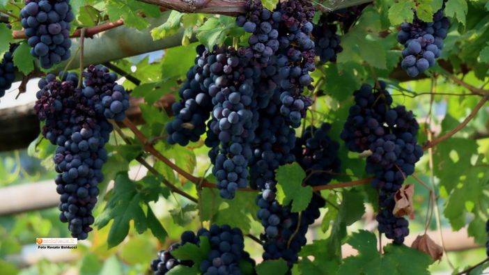 Vendemmia in Vallese: poca quantità, molta qualità Vendemmia in Vallese: poca quantità, molta qualità