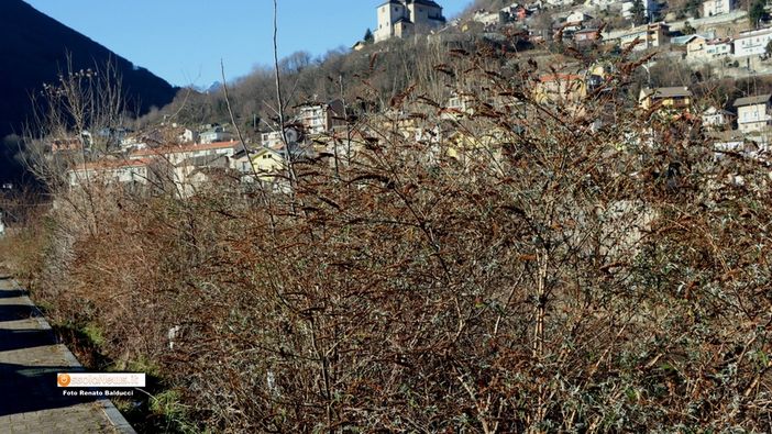 Rifiuti in pieno centro lungo corso Italia