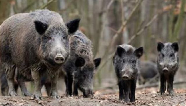 Cinghiali: attivare subito tutte le misure anche straordinarie Cinghiali: attivare subito tutte le misure anche straordinarie