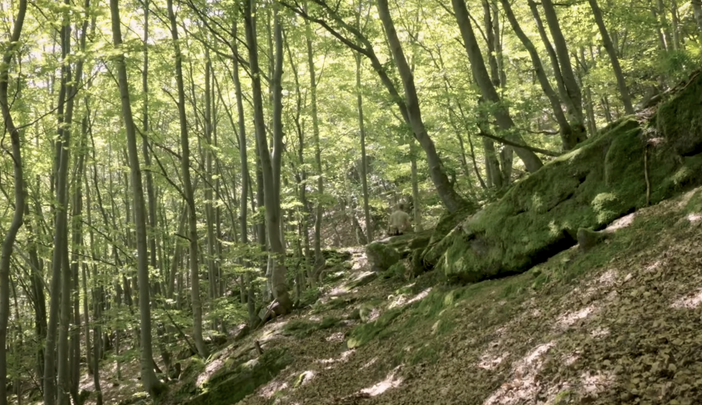 Oggi è la Giornata internazionale delle foreste 2021 VIDEO