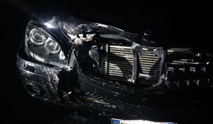 Cervo investito fuori dalla galleria Montecrevola