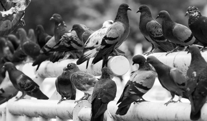 Allontanare dai balconi i piccioni Roma