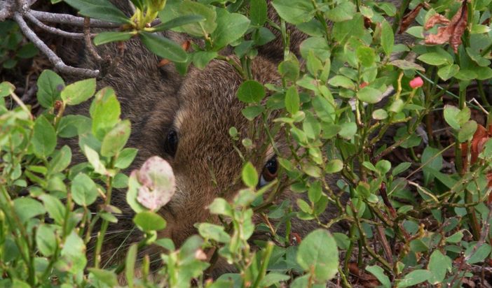 Estate nei parchi dell'Ossola: periodo di nascite per molte specie animali