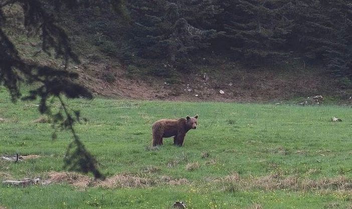 Un orso fotografato in Vigezzo, ma è una fake news