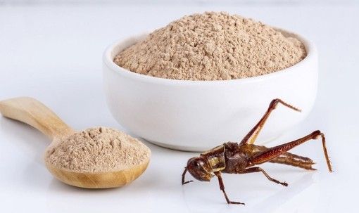 La pasta con farina di grillo in arrivo nei supermercati piemontesi La pasta con farina di grillo in arrivo nei supermercati piemontesi