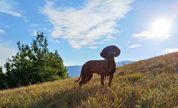 L'Ente nazionale cinofilia in aiuto degli allevamenti ucraini L'Ente nazionale cinofilia in aiuto degli allevamenti ucraini