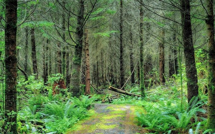 In Ticino revocato il divieto di accendere fuochi all'aperto In Ticino revocato il divieto di accendere fuochi all'aperto
