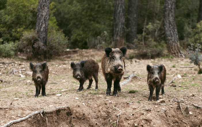 Peste dei cinghiali, con il dilagare dell’epidemia urgente aumentare abbattimenti